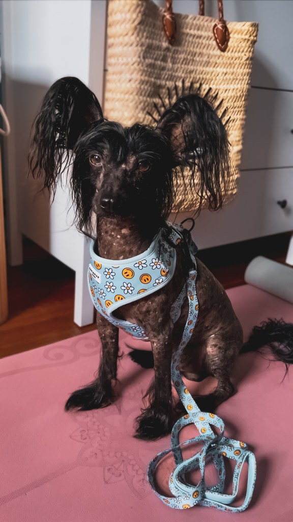 Merkaba wearing Cocopup London Harness and lead in Pawty