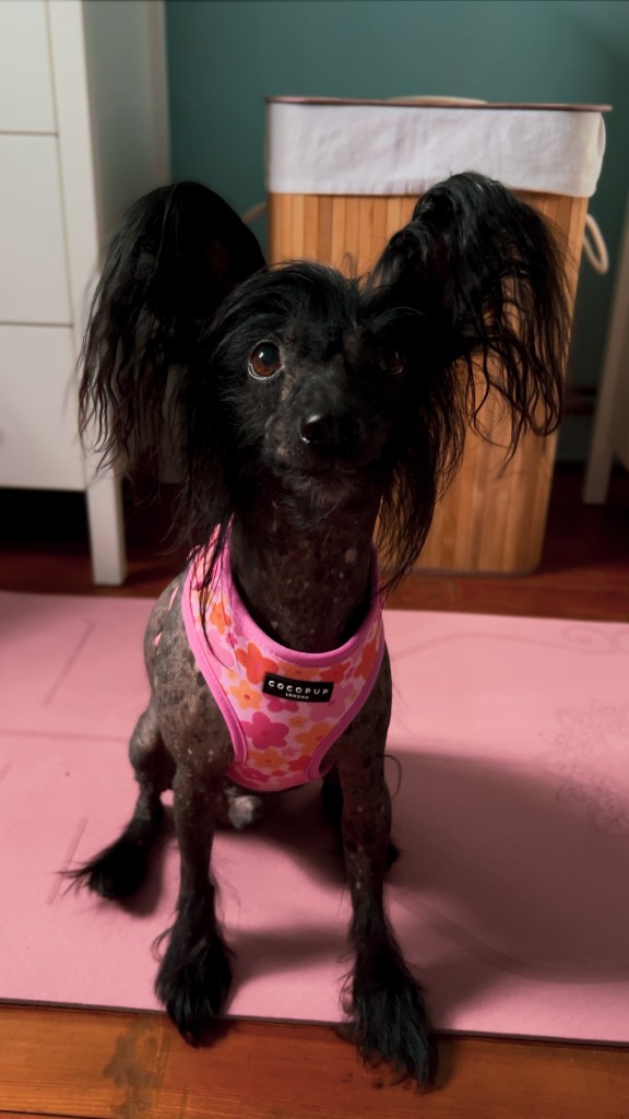 Merkaba wearing Cocopup harness in Summer Bloom